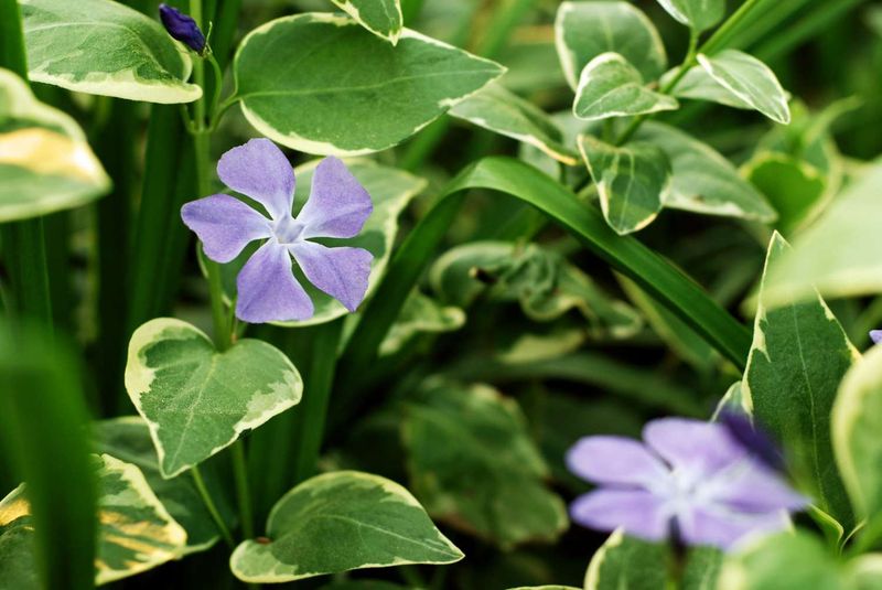 Vinca 