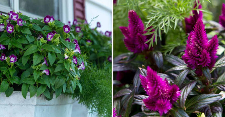 Torenia and Celosia