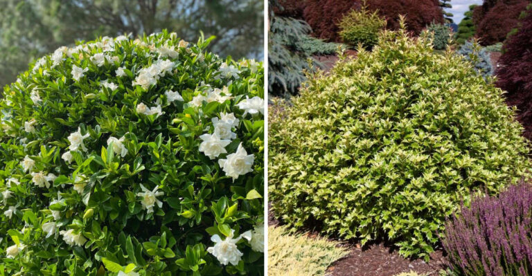 9 Boxwood Alternatives That Instantly Elevate North Carolina Landscapes