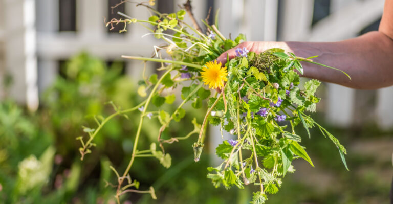 9 Common Spring Weeds Georgia Gardeners Should Pull Before They Establish