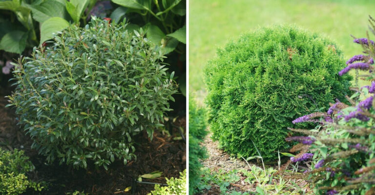 Gem Box Inkberry and Tater Tot Arborvitae