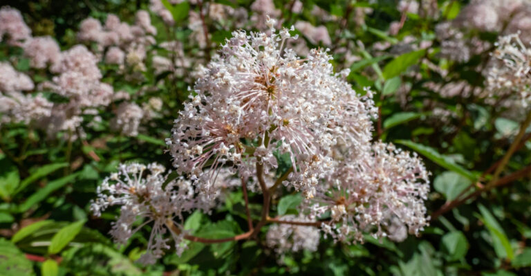9 Compact Native Plants That Can Outperform Large Shrubs In Michigan Gardens
