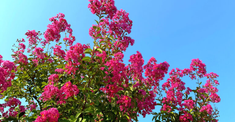 crape myrtle