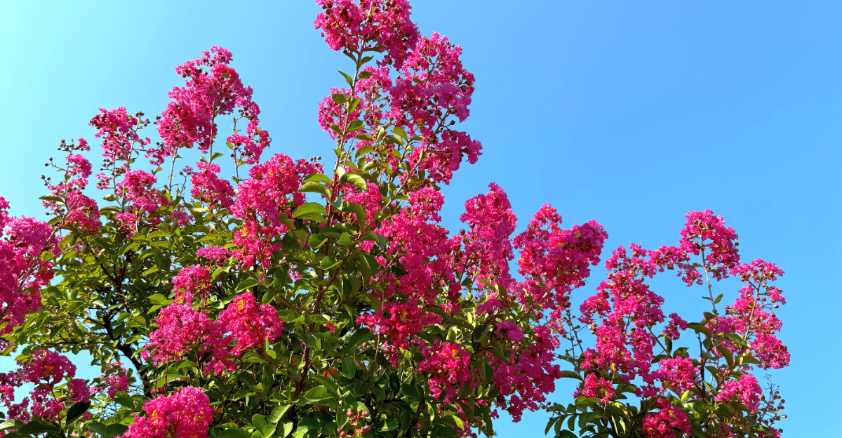 crape myrtle