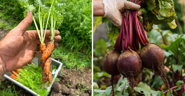9 Easy Food Plants That Produce Big Harvests In Michigan Gardens