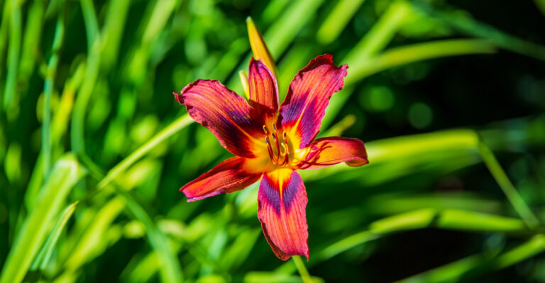 daylily