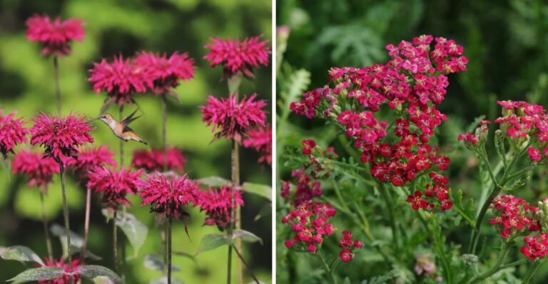 Bee Balm and Yarrow