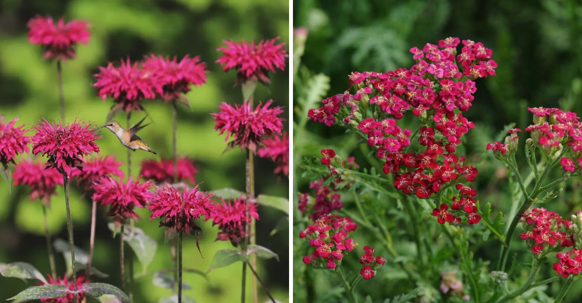 Bee Balm and Yarrow