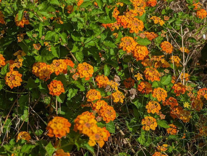 Lantana (Lantana Urticoides / Hybrids)