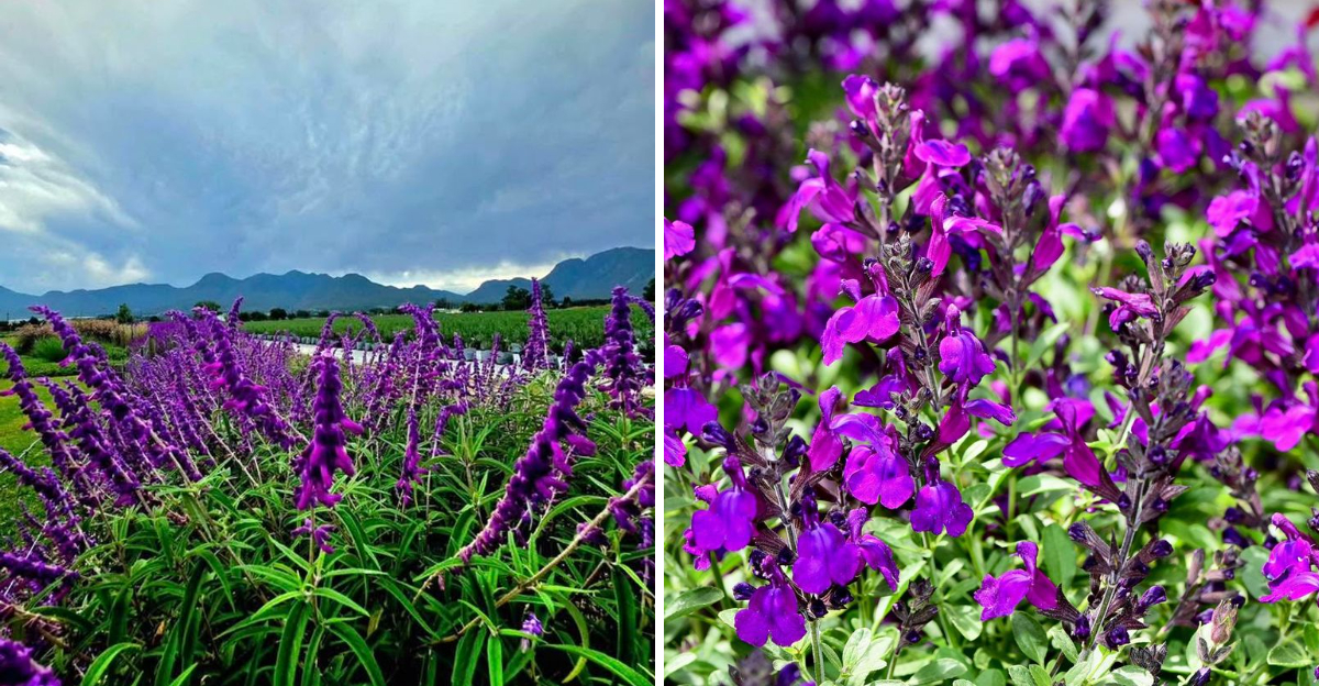 mexican bush sage and salvia