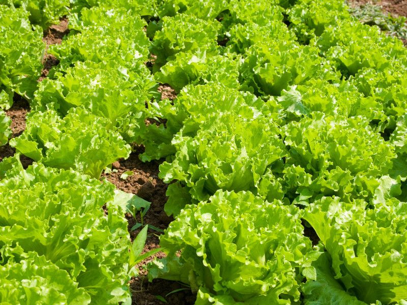 Lettuce Grows Quickly And Produces Tender Leaves
