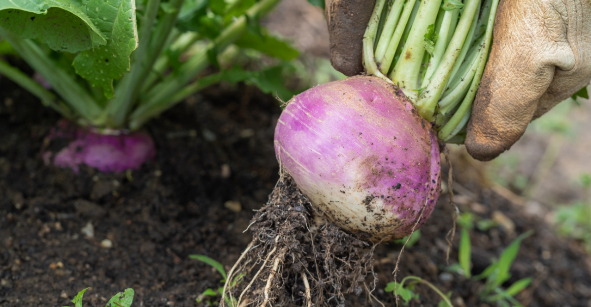 9 Fast-Growing Crops That Thrive In Raised Beds In Georgia