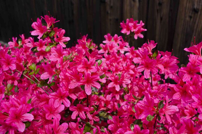 Azaleas Shine Then Need a Spring Trim
