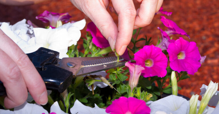 trim petunias