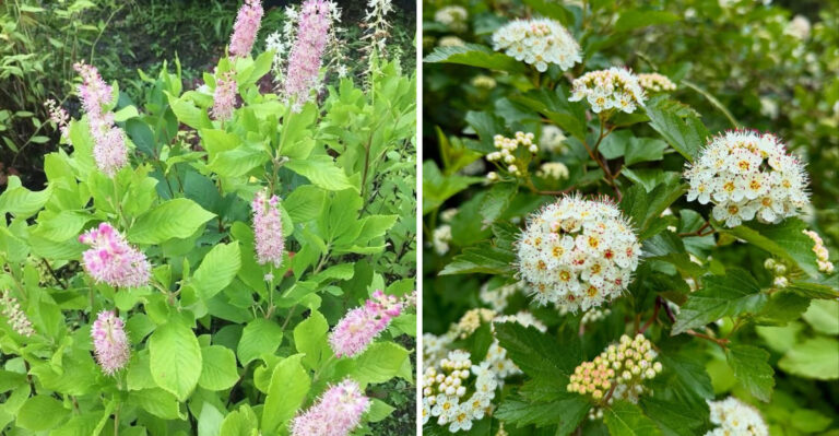 9 Foundation Plants That Thrive In Michigan Soil