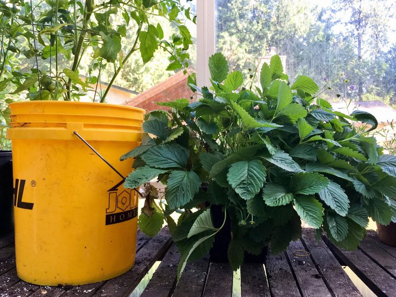 Strawberries Grow Well And Produce In 5-Gallon Buckets