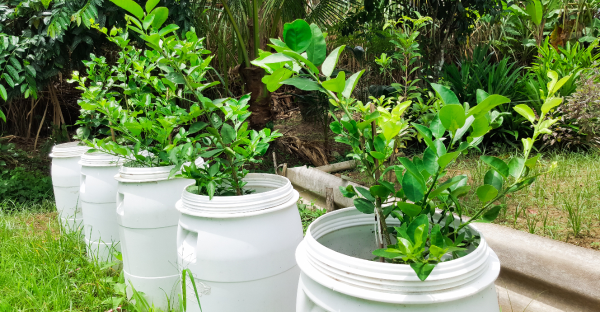 plants (featured image)