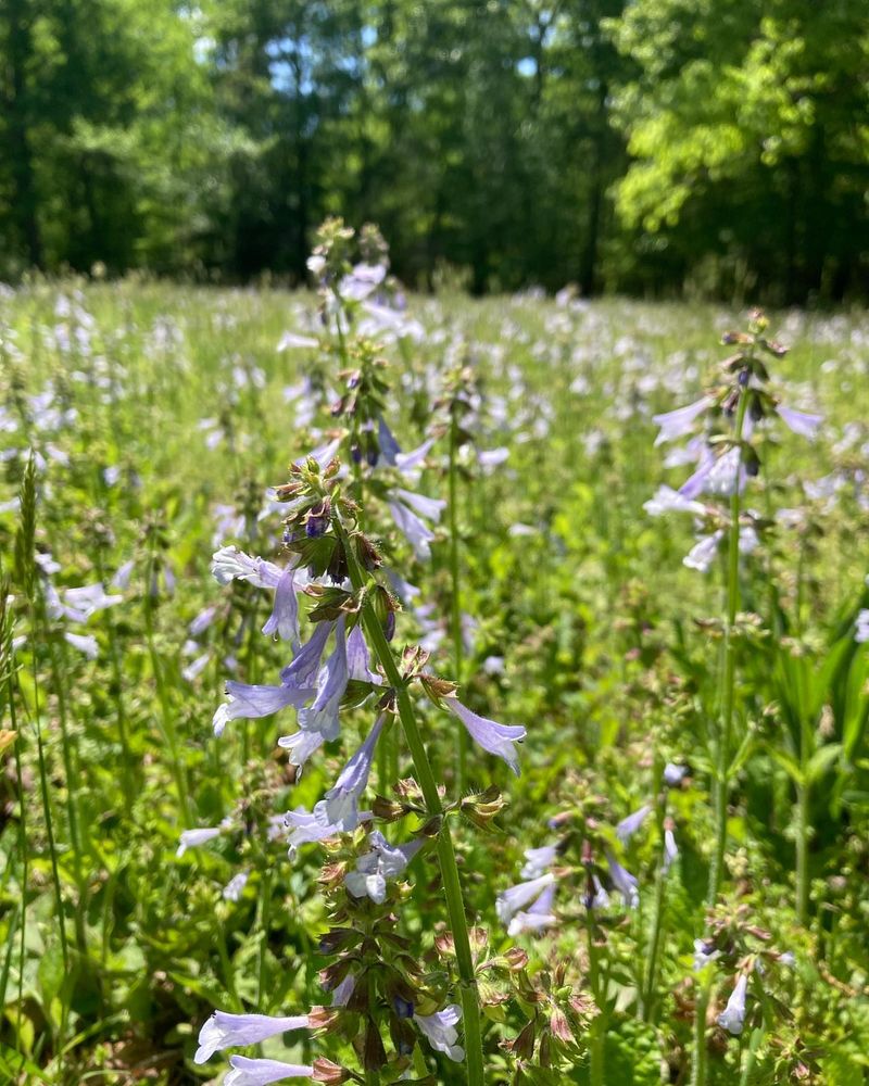 Lyreleaf Sage Wakes Up Fast As Soil Warms