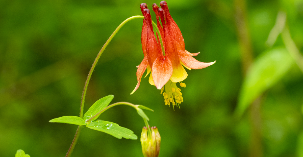 plant (featured image)