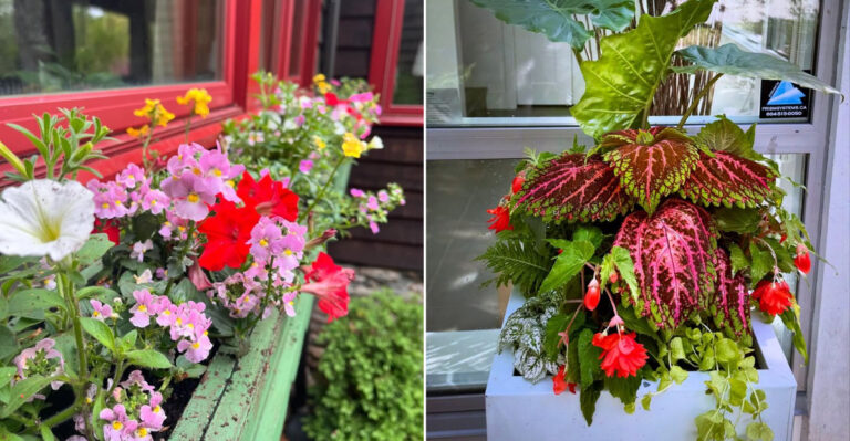 9 Gorgeous Window Box Flower Pairings For California Homes