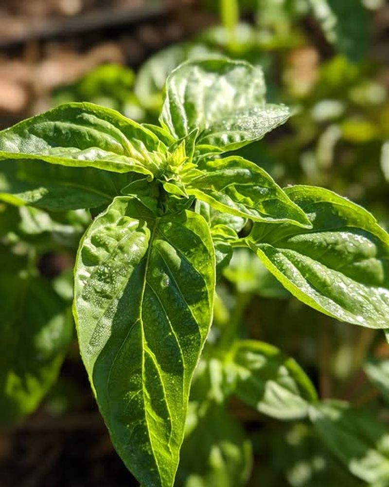 Basil Produces More Leaves With Frequent Pinching