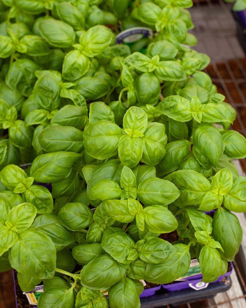 Basil Fast Roots And Fresh Flavor