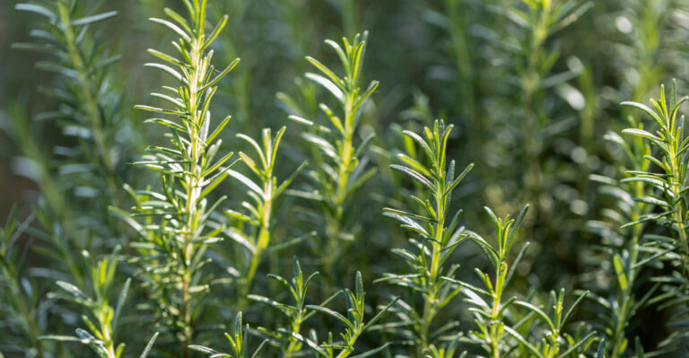rosemary (featured image)