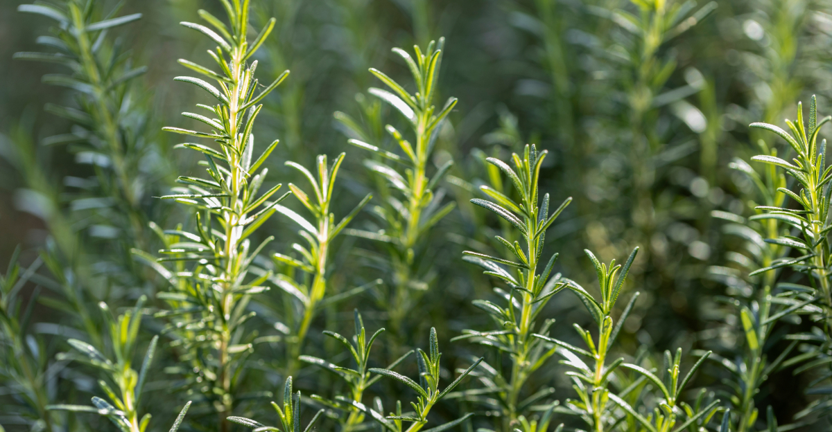 rosemary (featured image)