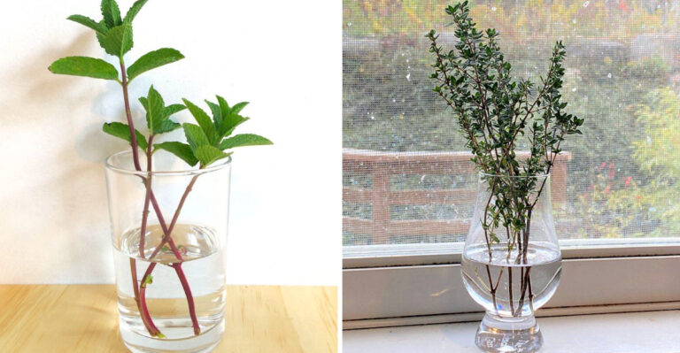 7 Herbs You Can Grow In Arizona With Just Water All Year Round