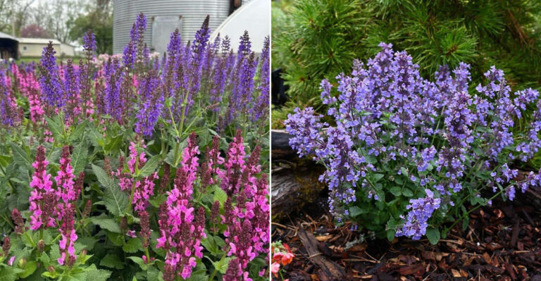 9 Lavender Companion Plants Oregon Gardeners Should Grow Nearby