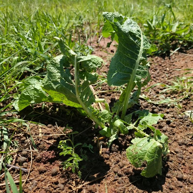 Horseradish Regrows Easily And Spreads Over Time