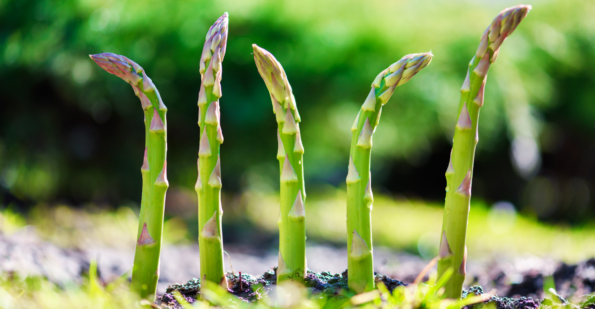 veggies (featured image)