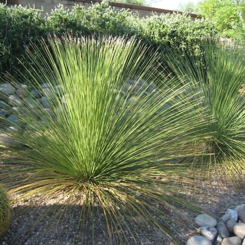 Desert Spoon Brings Strong Form To Rocky Soil