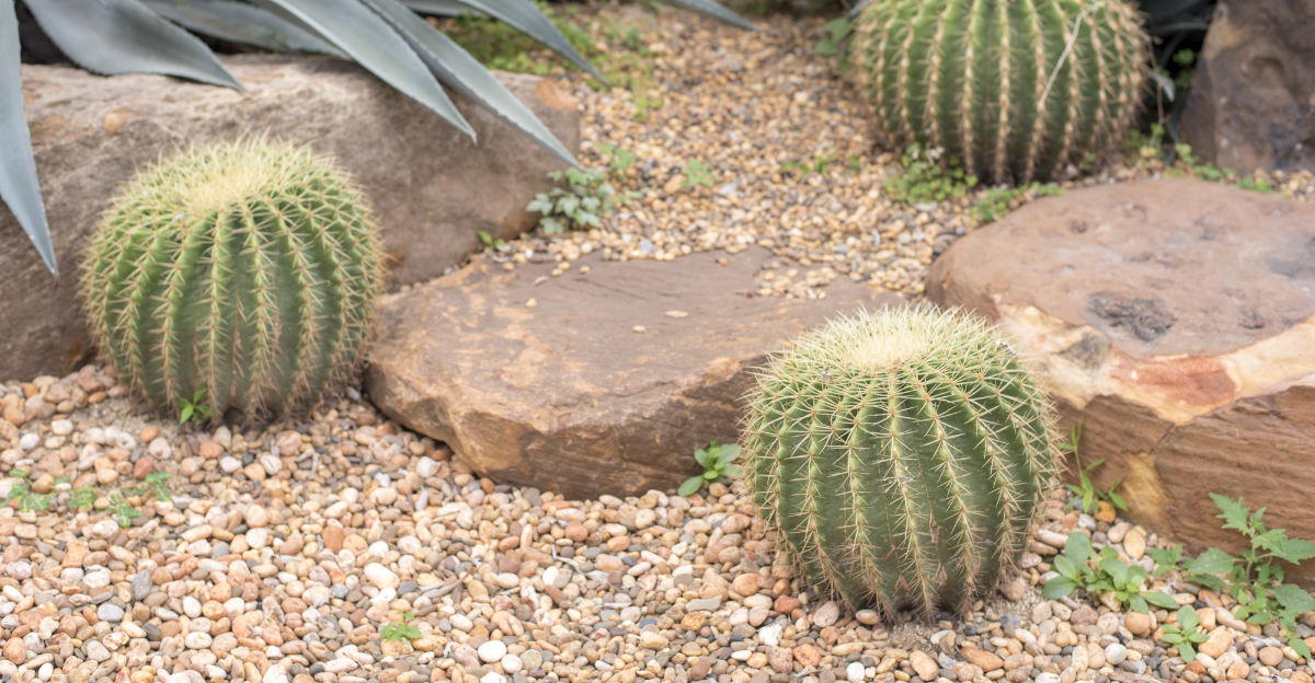 cactus (featured image)
