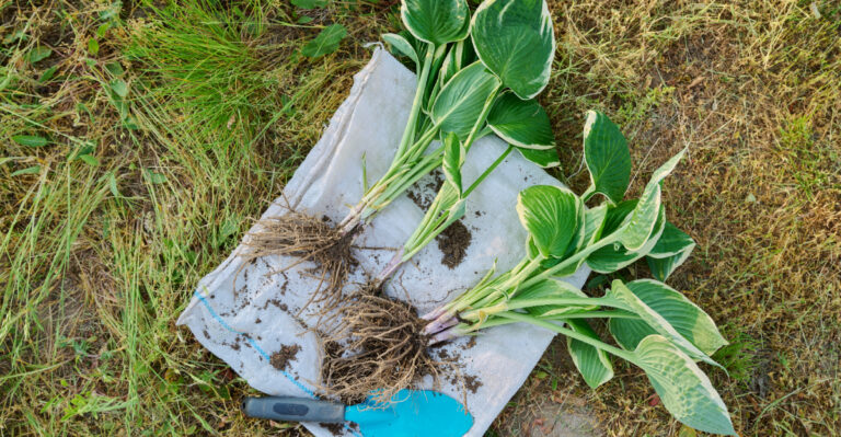 dividing hostas