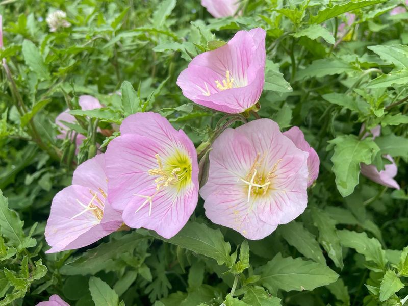 Evening Primrose That Glows At Dusk
