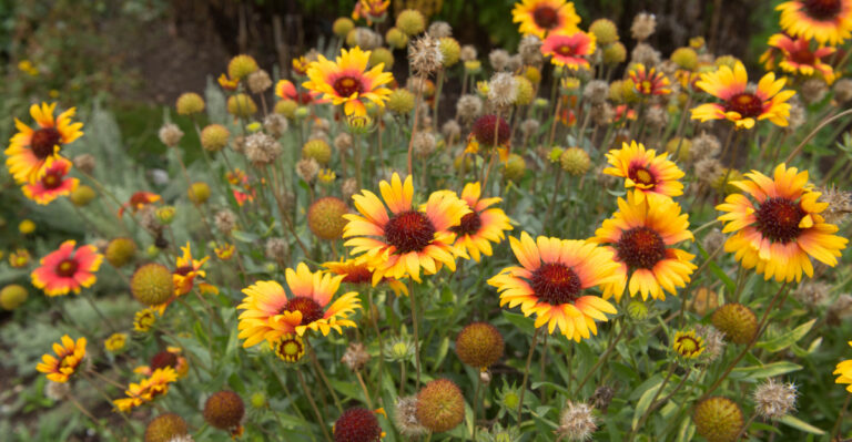9 Native Arizona Wildflowers That Need Less Effort Than You Think