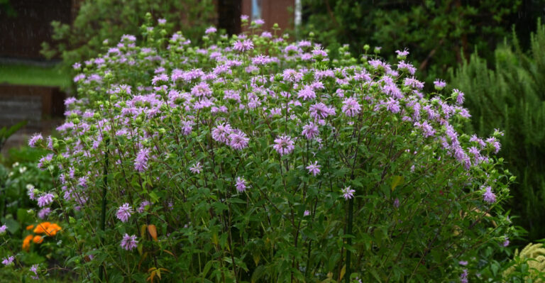 9 Native Plants Every Michigan Gardener Should Be Growing