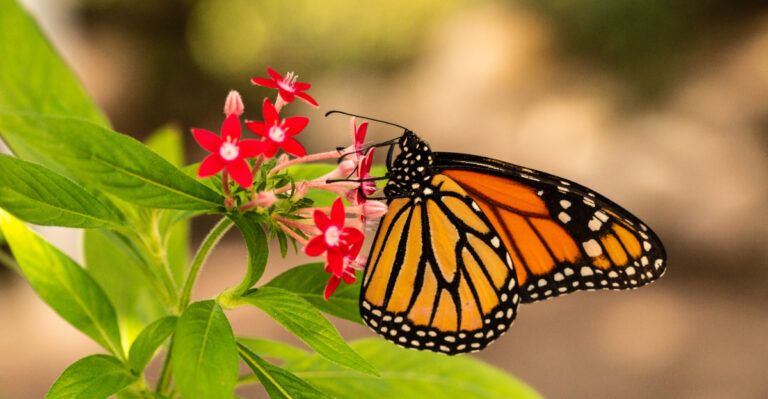 butterfly on pentas floer
