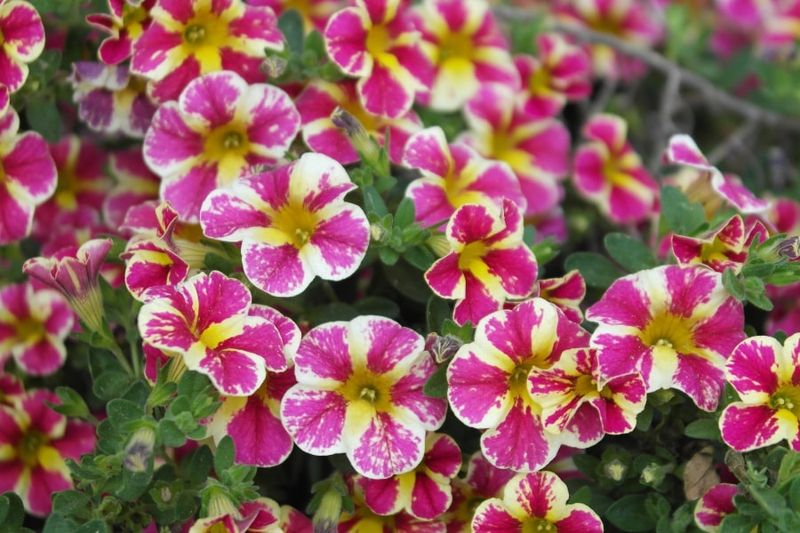 Spill Color Over Pots With Calibrachoa