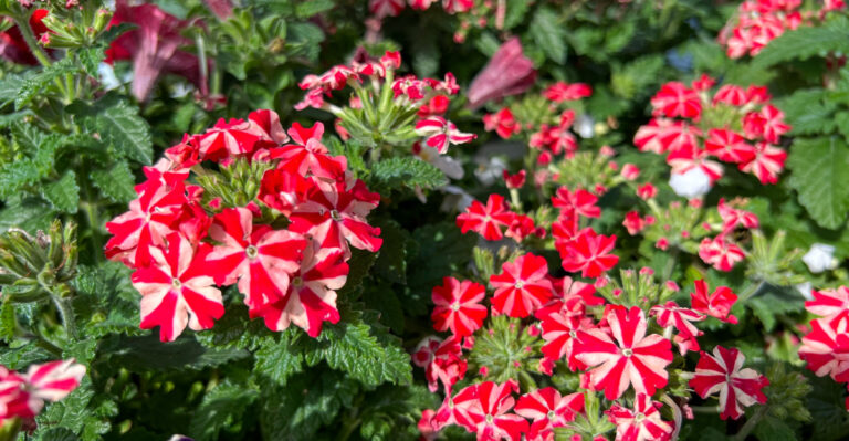 Red Star Verbena