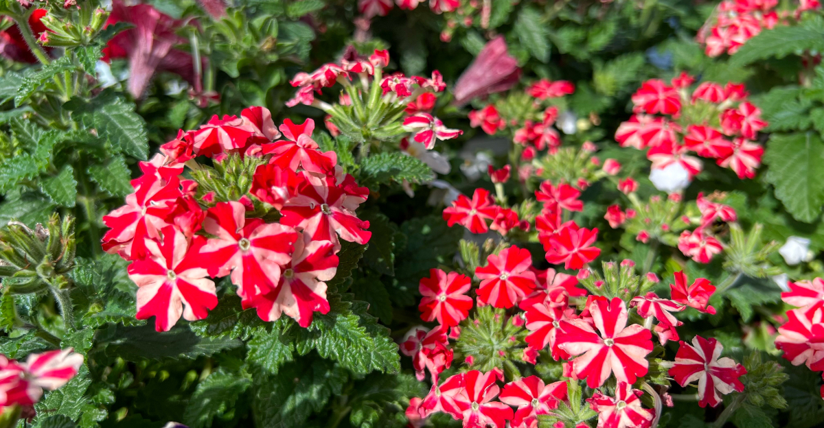 Red Star Verbena