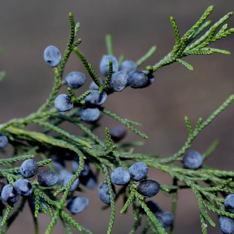 Eastern Redcedar Rarely Gets Touched By Deer