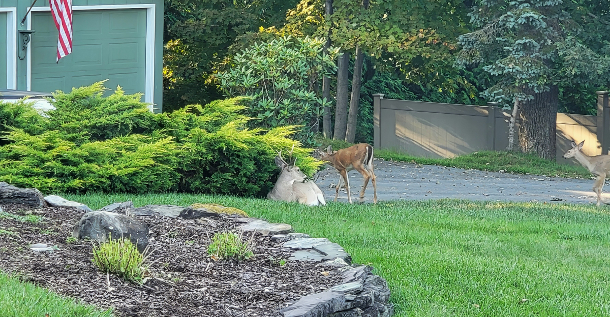deer in yard
