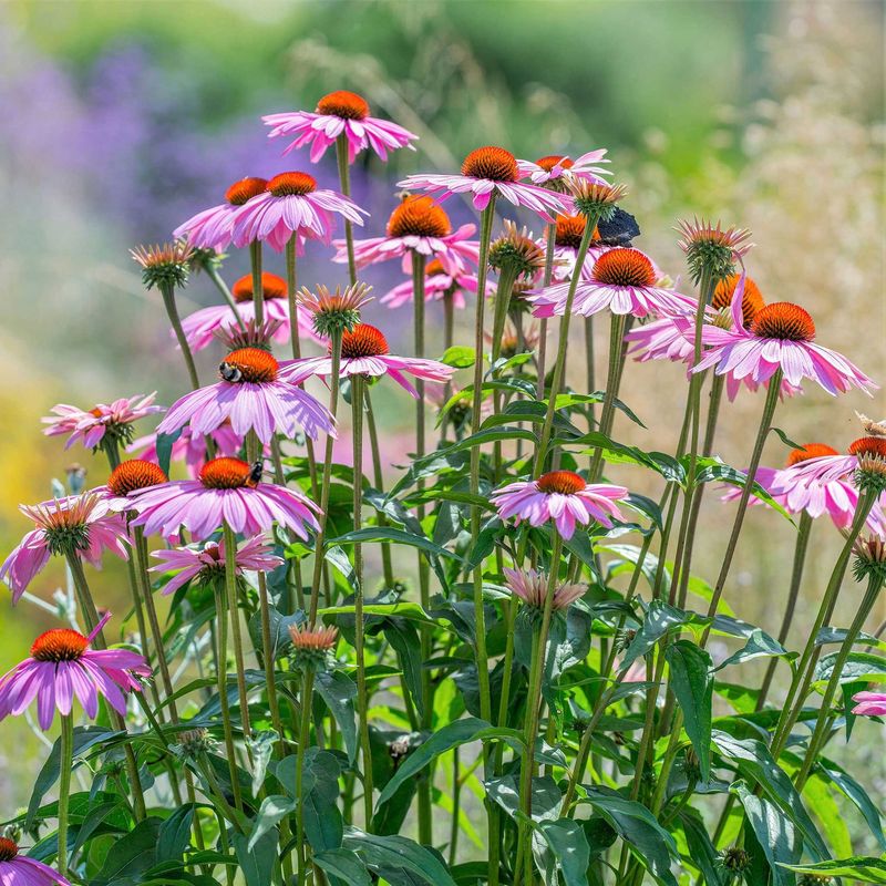 Coneflower Stays Upright Even In Summer Heat