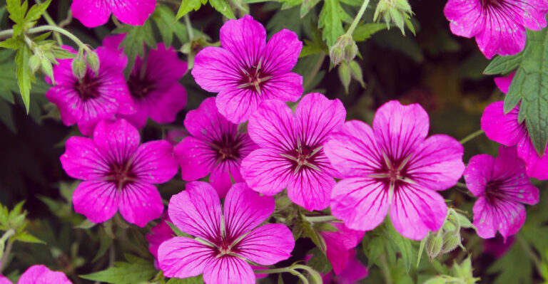 9 Oregon Perennials That Bloom Every Year And Last For Decades