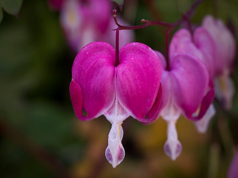 Western Bleeding Heart Adds Soft Spring Color