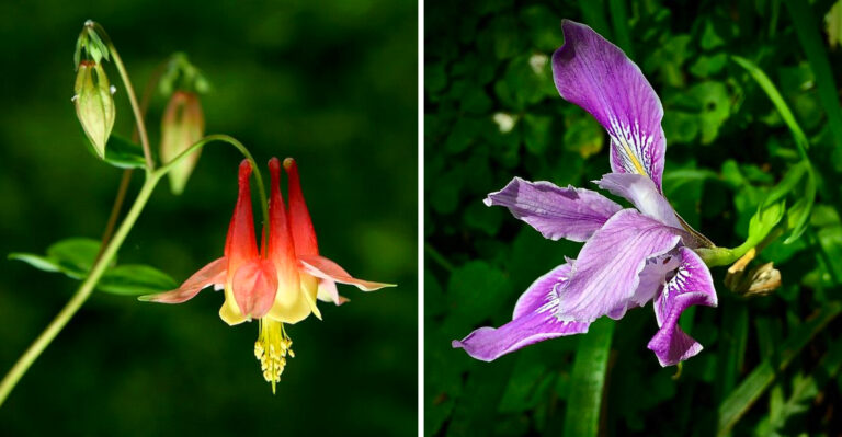 9 Perennial Flowers That Thrive In Western Oregon Shade