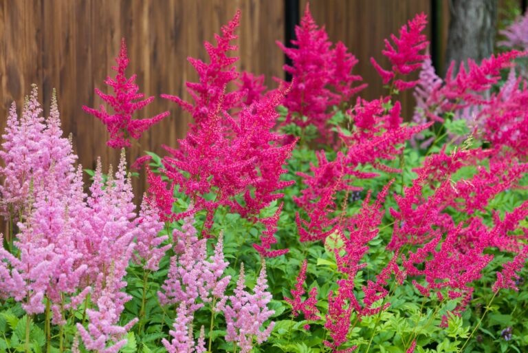 astilbe