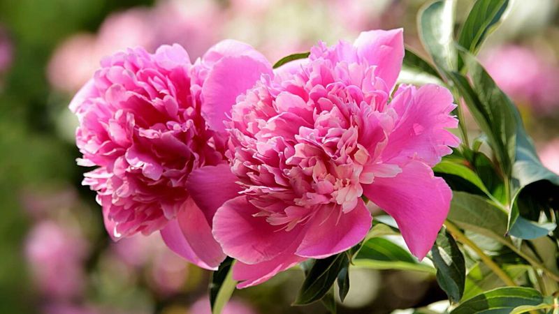 Peony 